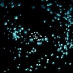 The Enchanting Glow: Unraveling the Mystery of Glowing Worms